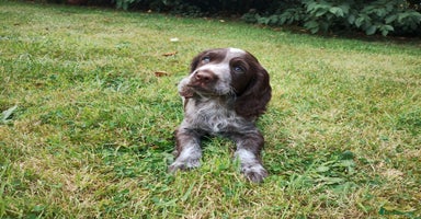 Cocker Spaniel dogs - Advert 7