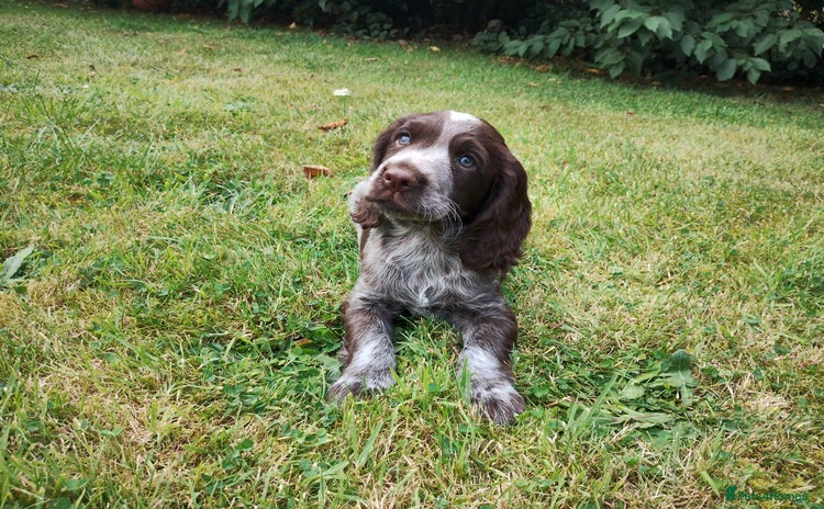 Cocker Spaniel dogs - Advert 3