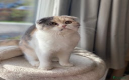 Scottish Fold cats for sale: Cute Scottish Fold Ready Now  - Image 7