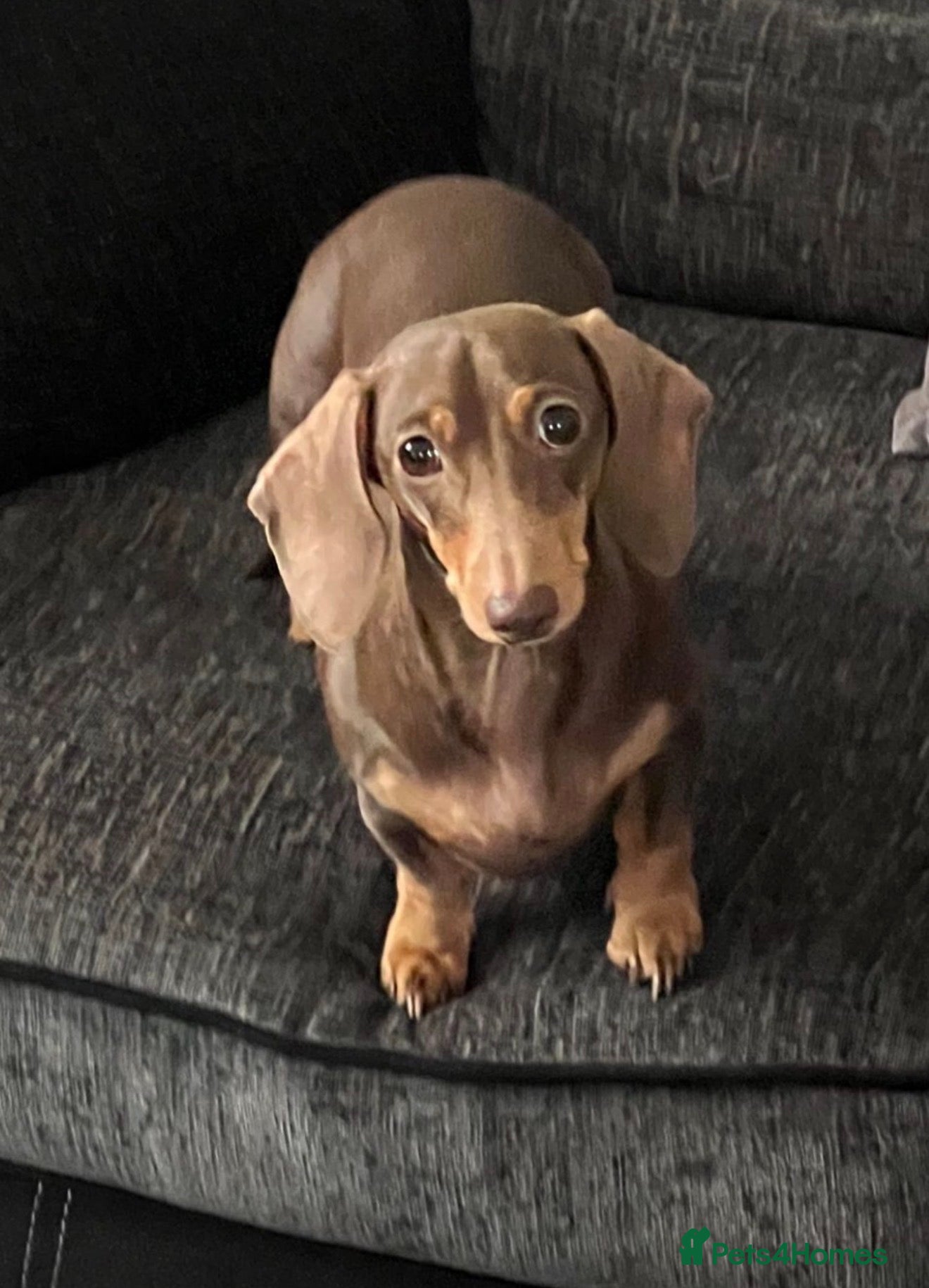 Daisy 