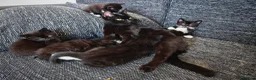 Domestic Shorthair cats for sale: Little tuxedo kittens🐈‍⬛🤍 - Advert 9