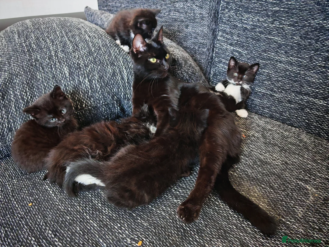 Domestic Shorthair cats for sale: Little tuxedo kittens🐈‍⬛🤍 - Advert 9