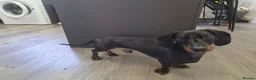 Dachshund dogs for sale: Dachshund Milo - Advert 8