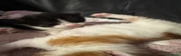 Domestic Shorthair cats for sale: 3  beautiful kittens  - Advert 8