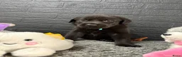 Mixed Breed dogs for sale: 🐾 GORGEOUS LABRADOR ×PRESA CANARIO PUPPIES 🐾 - Advert 4