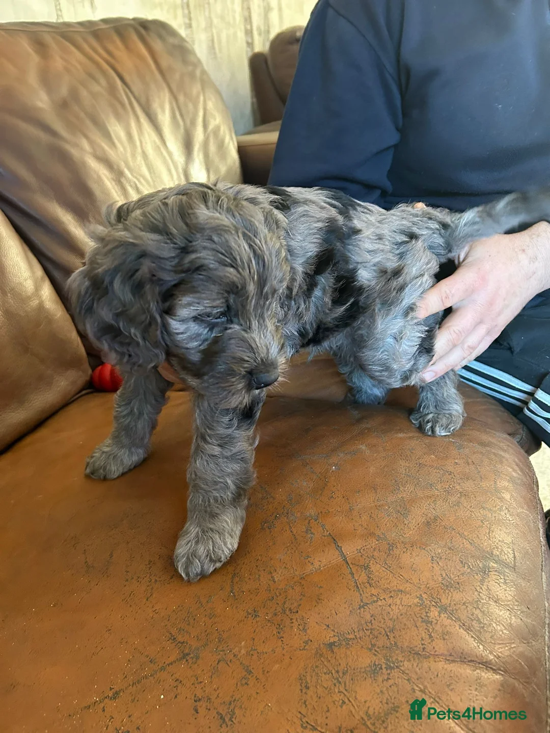 Cockapoo dogs for sale: Cockerpoo / cockapoo - Advert 10