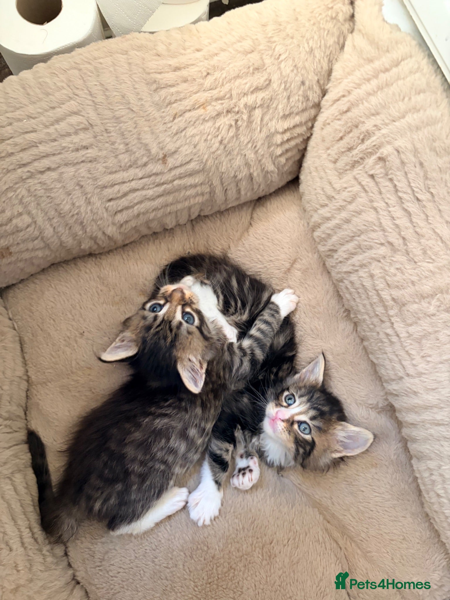 Maine Coon cats REDUCED PRICE Maine coon x kittens 🐈‍⬛  - Advert 2