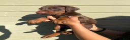 Dobermann dogs for sale: Imported Bloodline European Doberman Pups - Advert 7