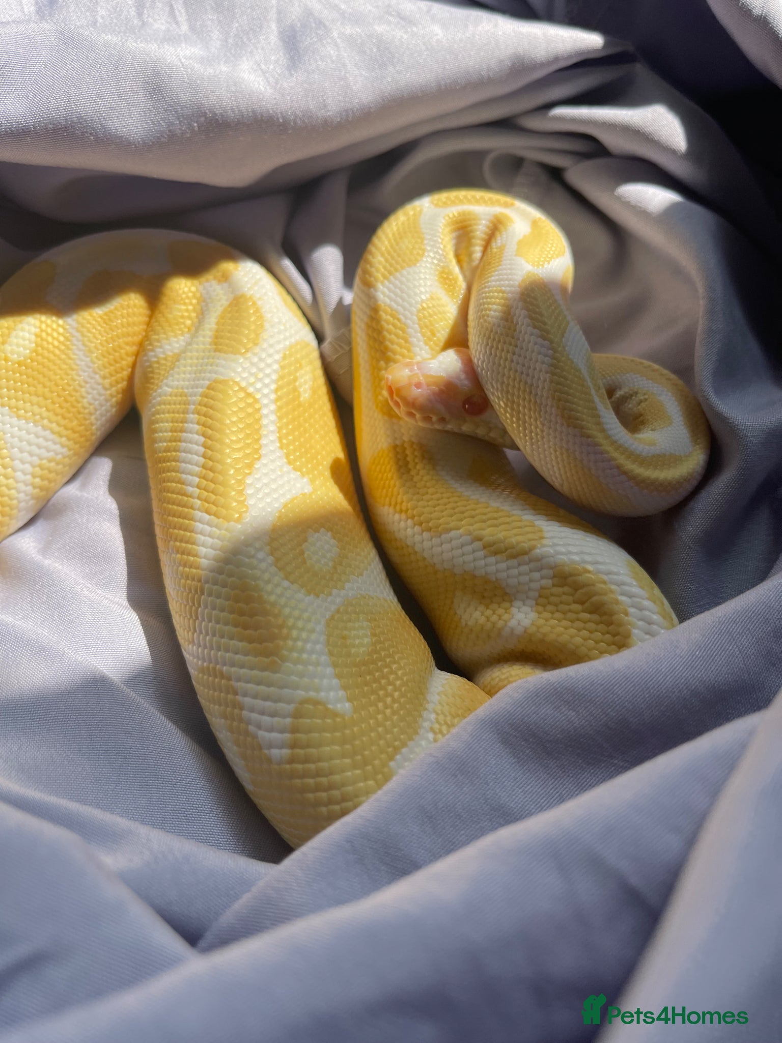 Python Snake reptiles Complete Setup With Female Royal Python - Advert 5