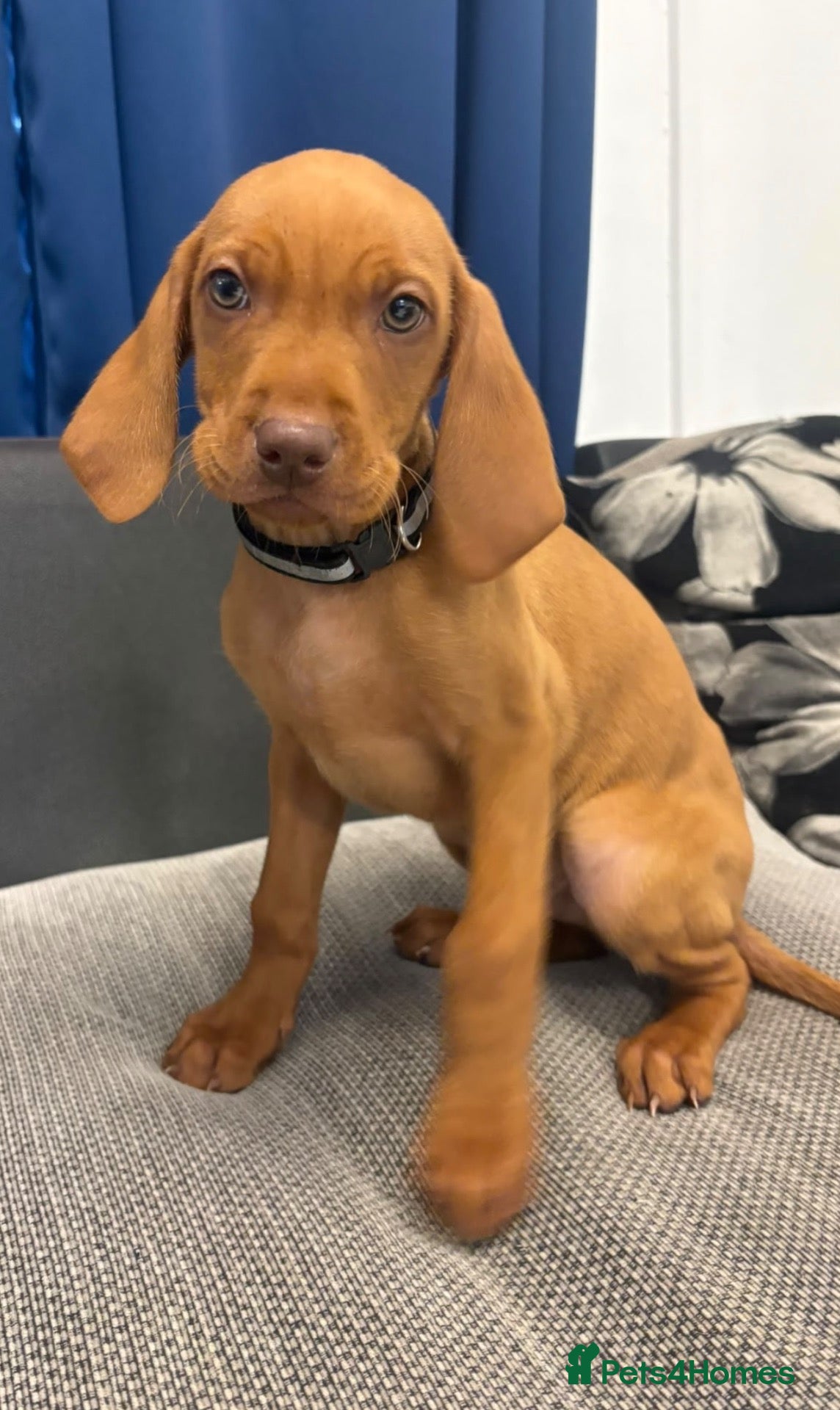 Hungarian Vizsla dogs KC registered Hungarian vizsla pups 3 boys) - Advert 2