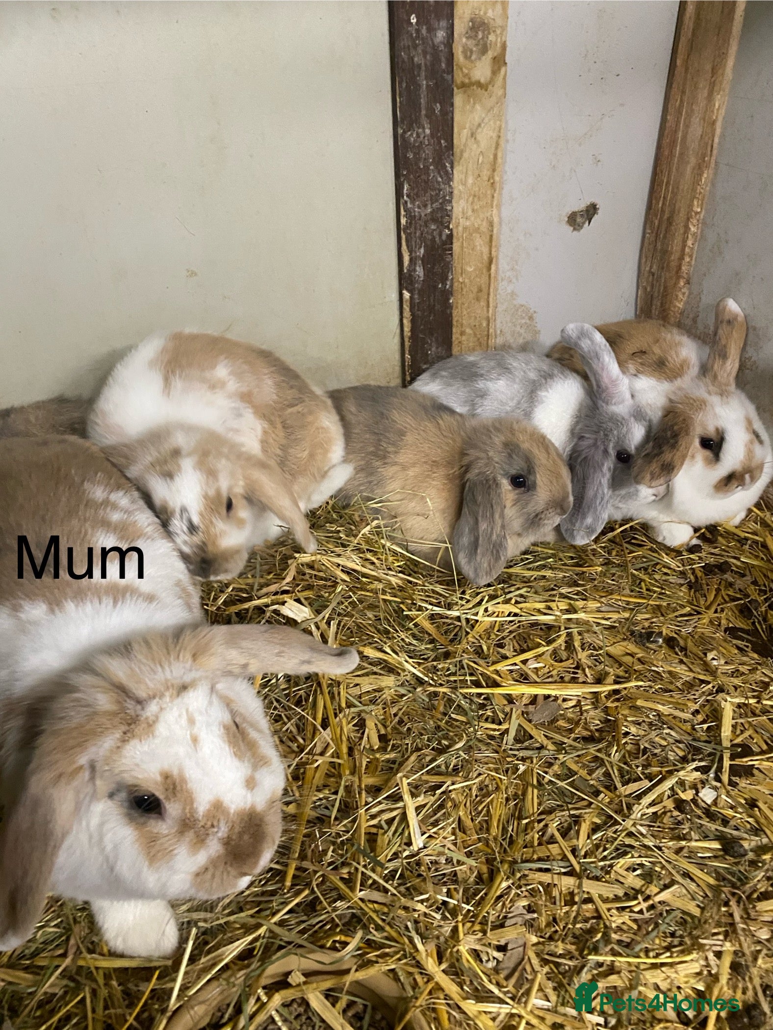 Mini Lop rabbits Beautiful litter lop bunnies  - Advert 1