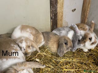 Mini Lop rabbits Beautiful litter lop bunnies - Advert 10