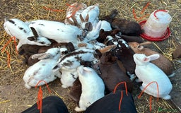 Rex rabbits for sale: Velvet Rex and standard Rex handled often - Advert 8