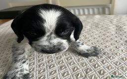 Cocker Spaniel dogs for sale: Working cocker spaniel puppies  - Image 5