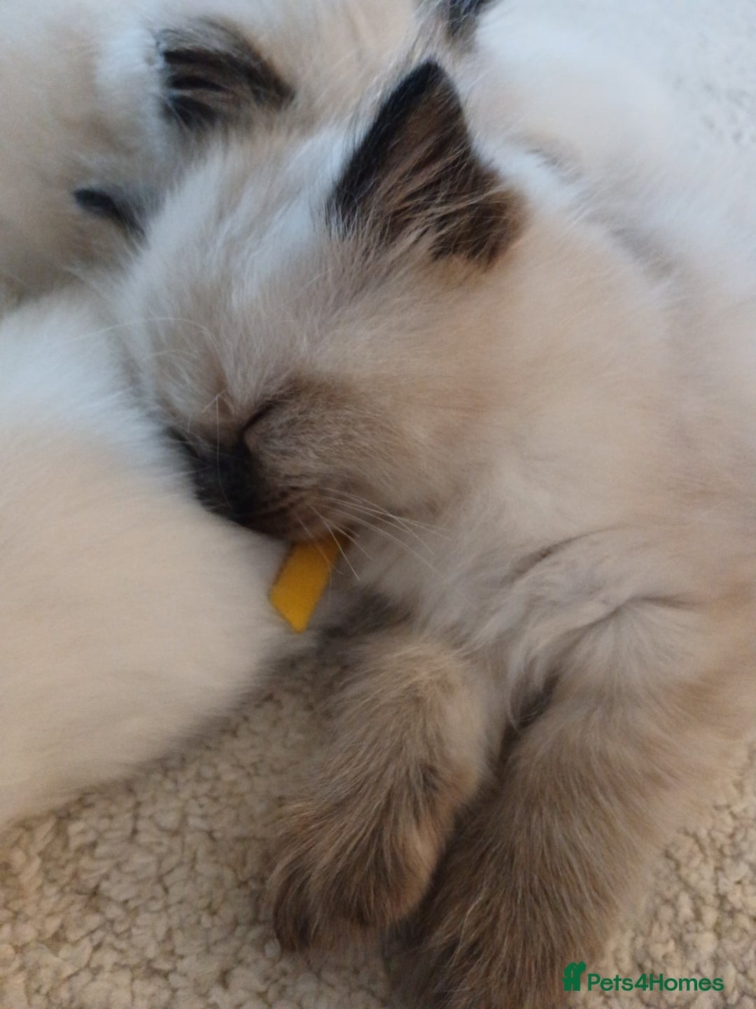 Ragdoll cats for sale: 6 Adorable 1/2 Pedigree Ragdoll Kittens 💗  - Advert 29