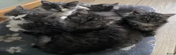 Mixed Breed cats for sale: Beautiful fluffy kittens available  - Advert 2