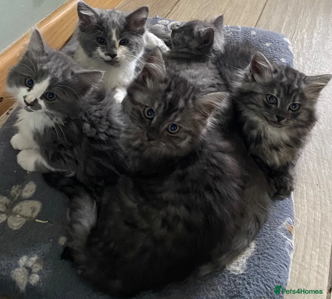 Mixed Breed cats for sale: Beautiful fluffy kittens available  - Advert 2