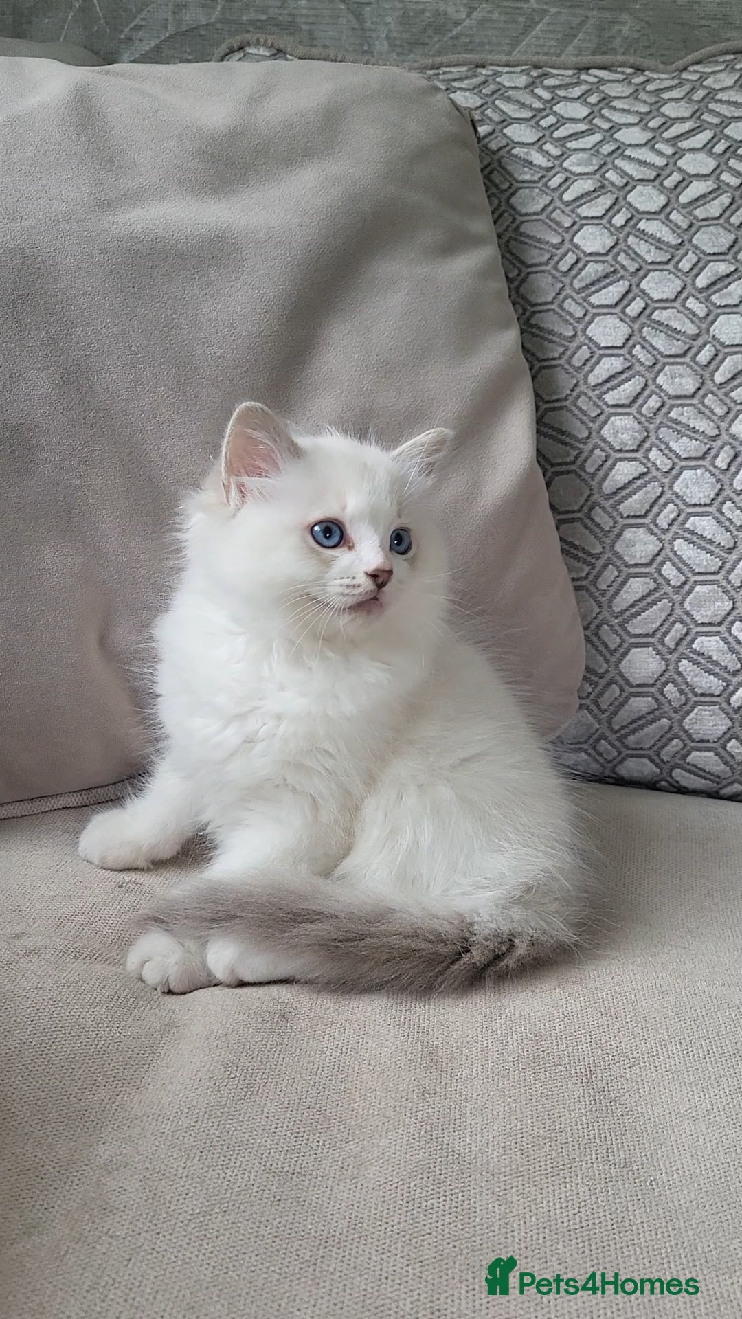 Ragdoll cats HCM/PKD clear, Health tested ragdoll male - Advert 10