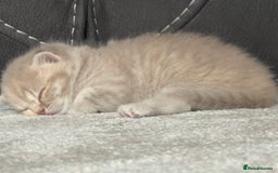 British Shorthair cats for sale: FULL BREED BSH KITTENS  - Image 2