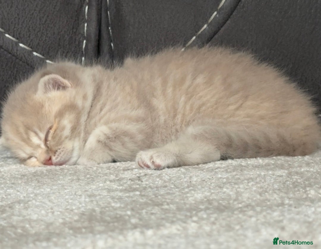 British Shorthair cats for sale: FULL BREED BSH KITTENS  - Image 2