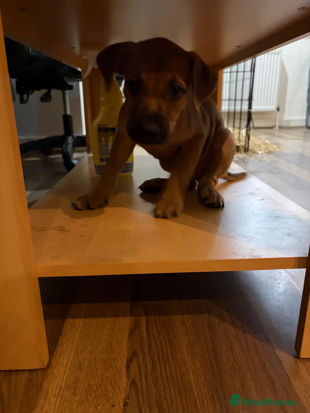 Mixed Breed dogs for sale: Bullherder Puppy  - Advert 2