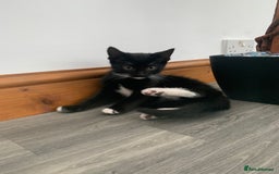 Mixed Breed cats for sale: Kittens !  - Image 3