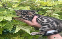 Bengal cats for sale: Tica registered baby Bengal Boys  - Image 16