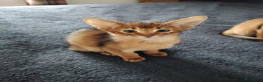Abyssinian Kitten 1