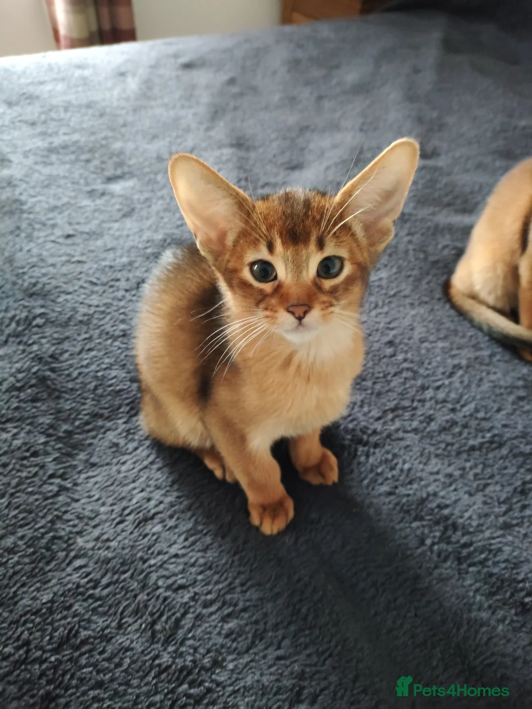 Abyssinian cats for sale: Beautiful Abyssinian Kittens 🐈 - Advert 20
