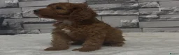 Cockapoo dogs for sale: F1 Deep Fox Red Cockapoo Boy - Advert 3