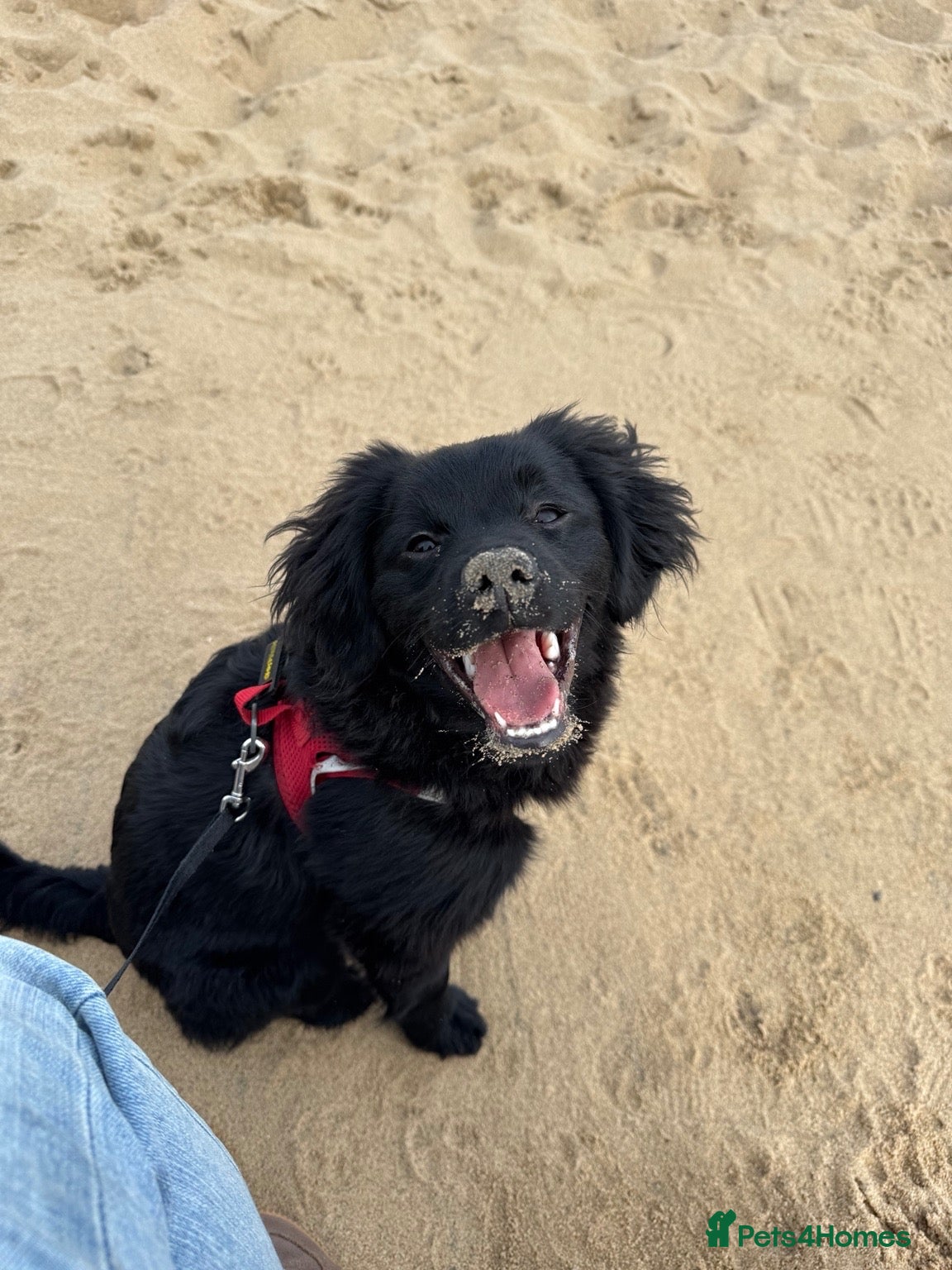Mixed Breed dogs Rehoming my pomespaniel - Advert 3