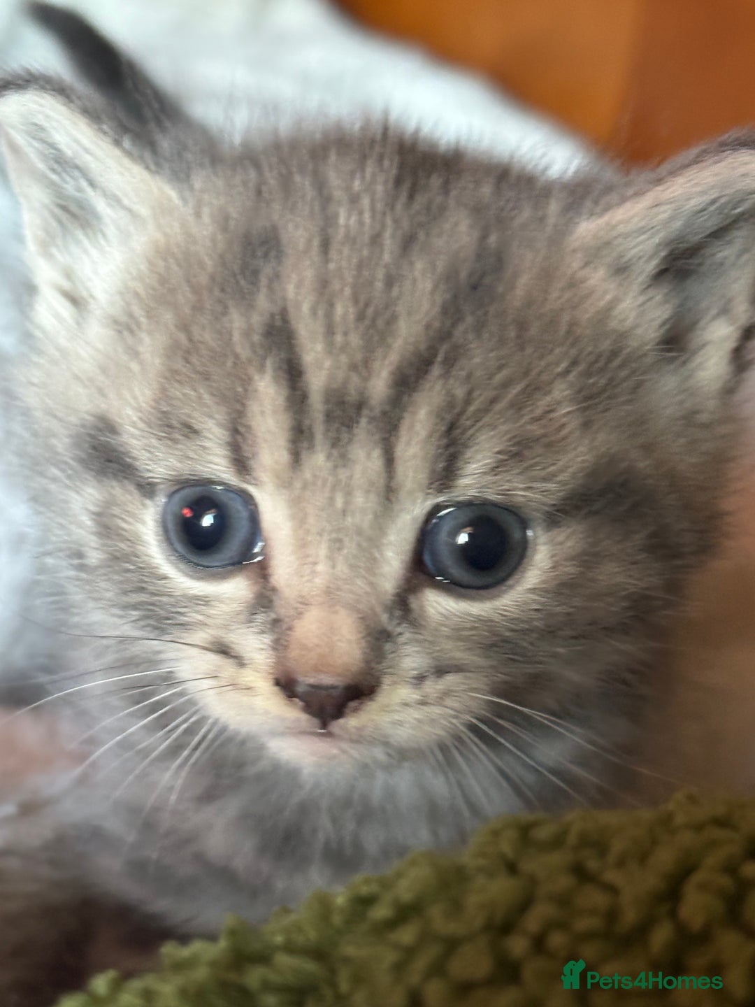 Mixed Breed cats for sale: Gorgeous little boy - Advert 2