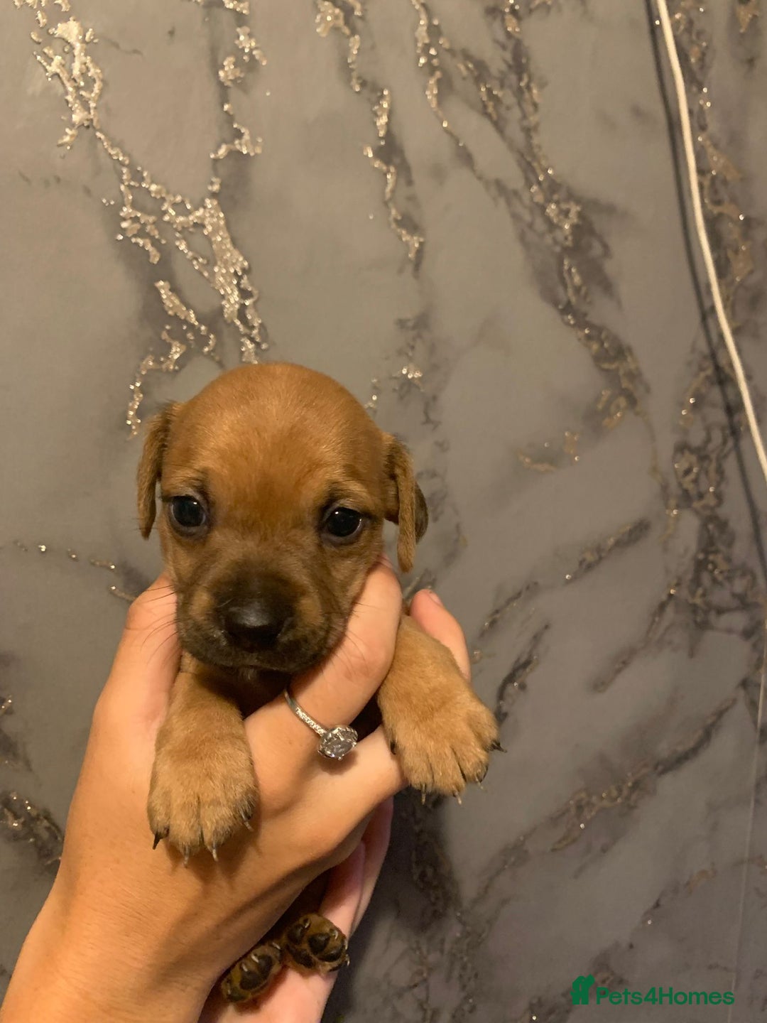 Jug dogs for sale: Beautiful litter of jack russle x jug - Image 6