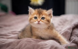 British Shorthair cats for sale: British shorthair kittens  - Image 14
