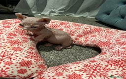 Sphynx cats for sale: Sphynx kittens for sale  - Image 8