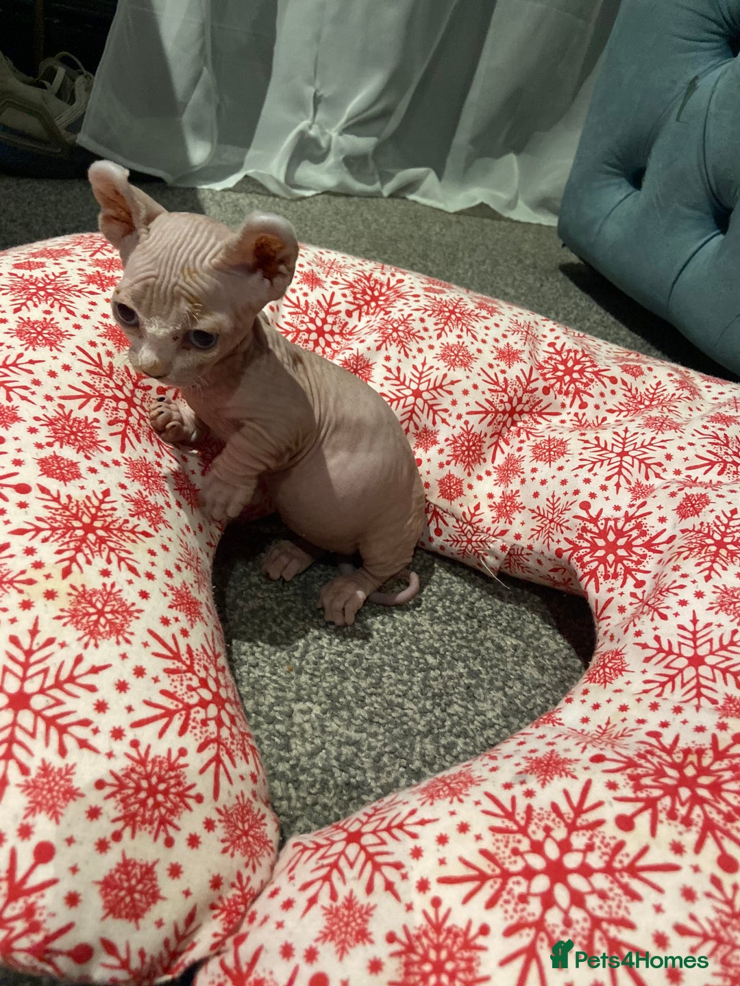 Sphynx cats for sale: Sphynx kittens for sale  - Image 8