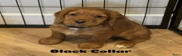 Cocker Spaniel dogs for sale:  Premium Cocker Spaniel Puppies in York - Advert 5