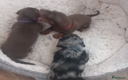 Miniature Dachshund dogs for sale: Miniature dachshund  - Image 13