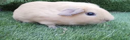 Guinea Pig rodents for sale: Tri guinea pig Boy and other boys  - Advert 6