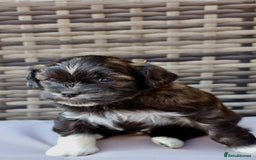 Lhasapoo dogs for sale: Lhasapoo puppies  - Image 6