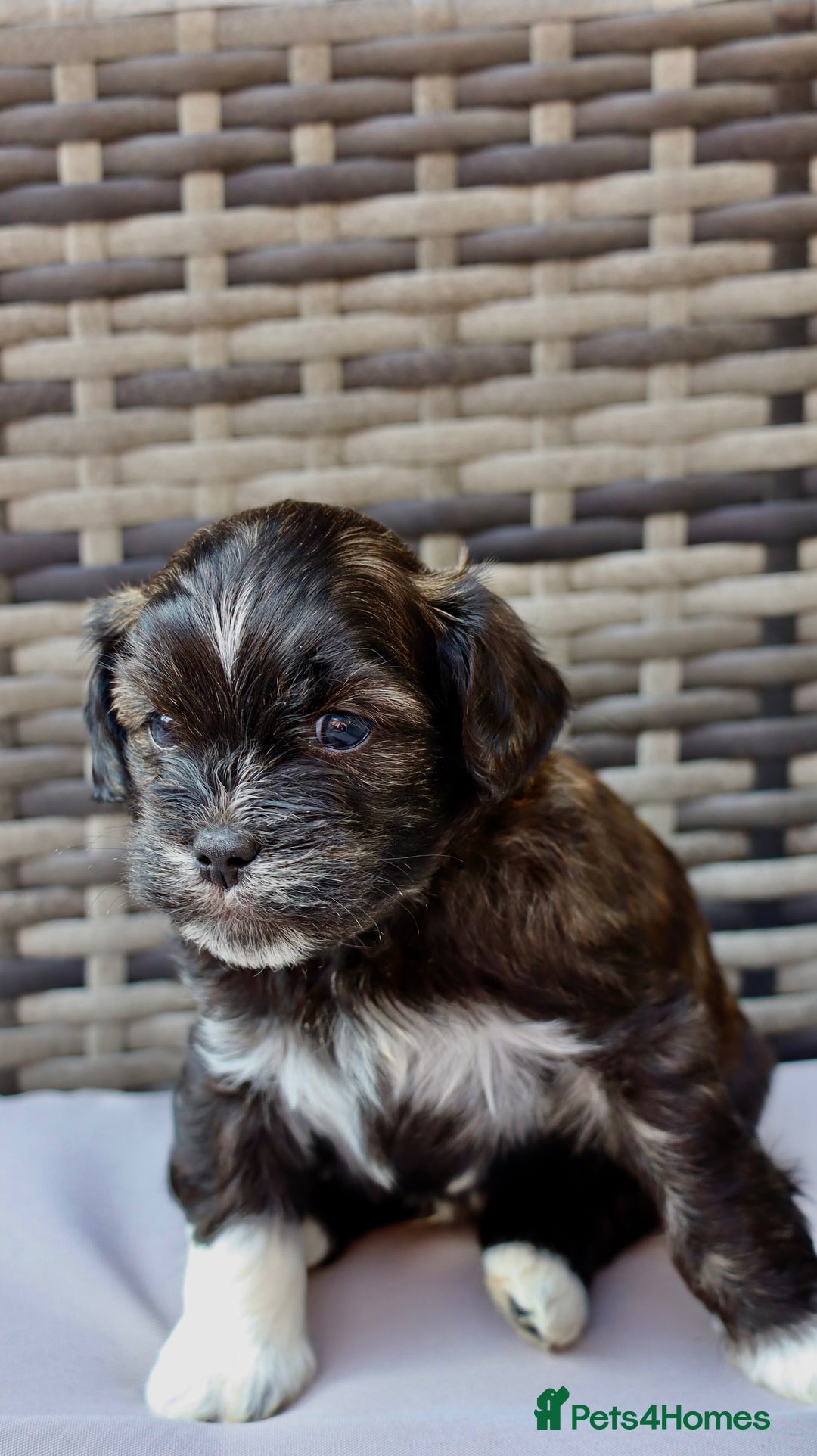 Lhasapoo dogs for sale: Lhasapoo puppies  - Image 6