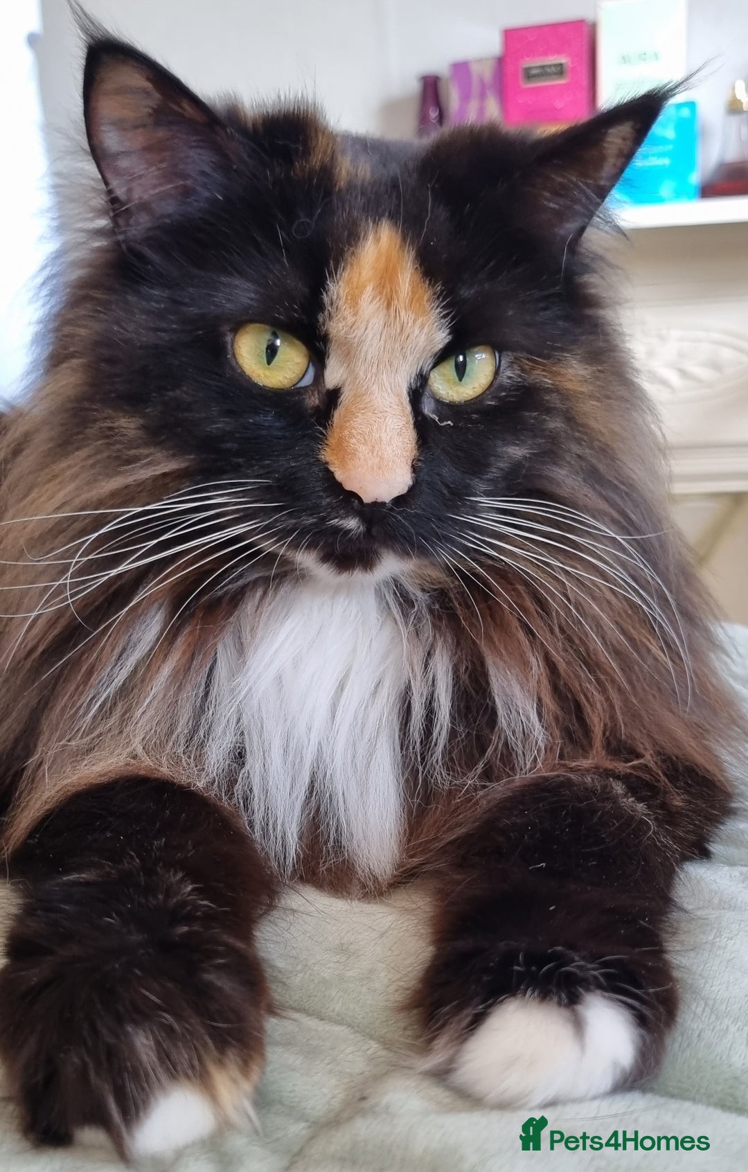 Maine Coon cats for sale: Beautiful boy re available  - Image 6