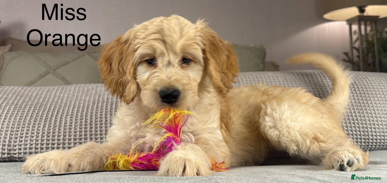 Goldendoodle dogs BEAUTIFUL HEALTHY CHUNKY PUPPIES  - Advert 1