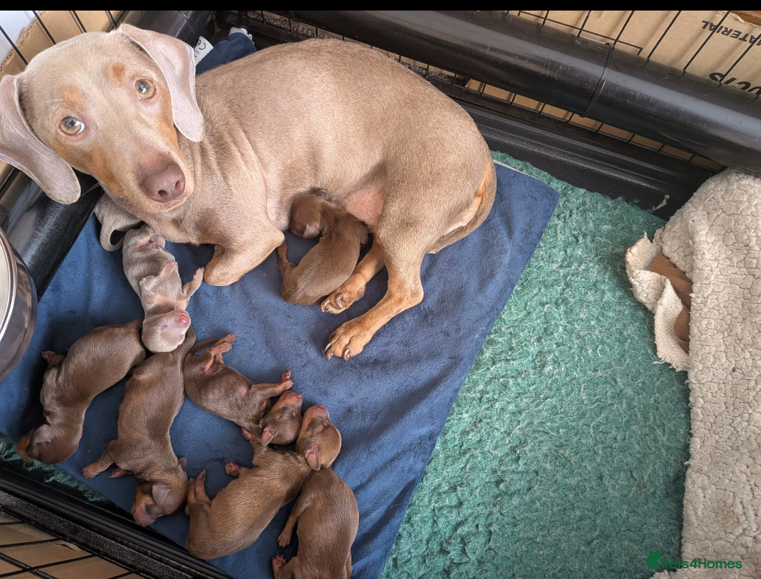 Miniature Dachshund dogs 5 beautiful pups - Advert 2