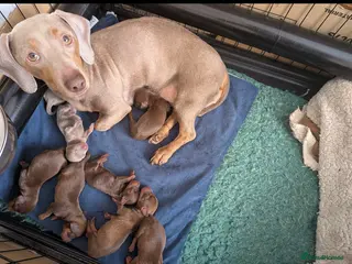 Miniature Dachshund dogs 5 beautiful pups - Advert 2