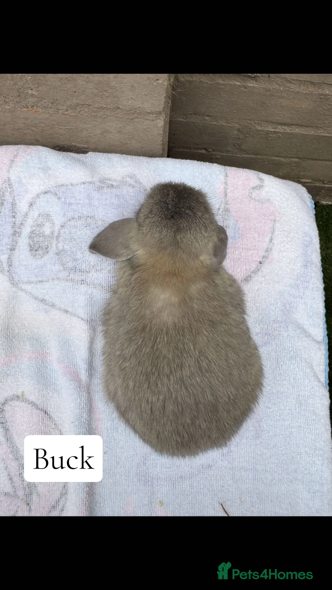 Mini Lop rabbits for sale: Beautiful lop eared babies  - Advert 9
