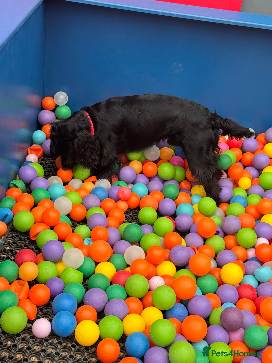 Cocker Spaniel dogs for stud: Kc  working cocker available for stud duties - Advert 10