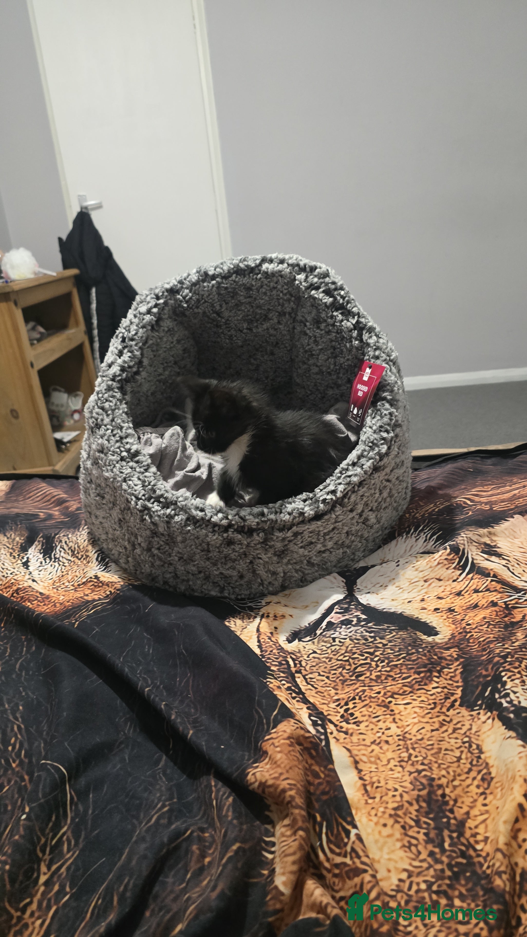 Mixed Breed cats Kitten  - Advert 1