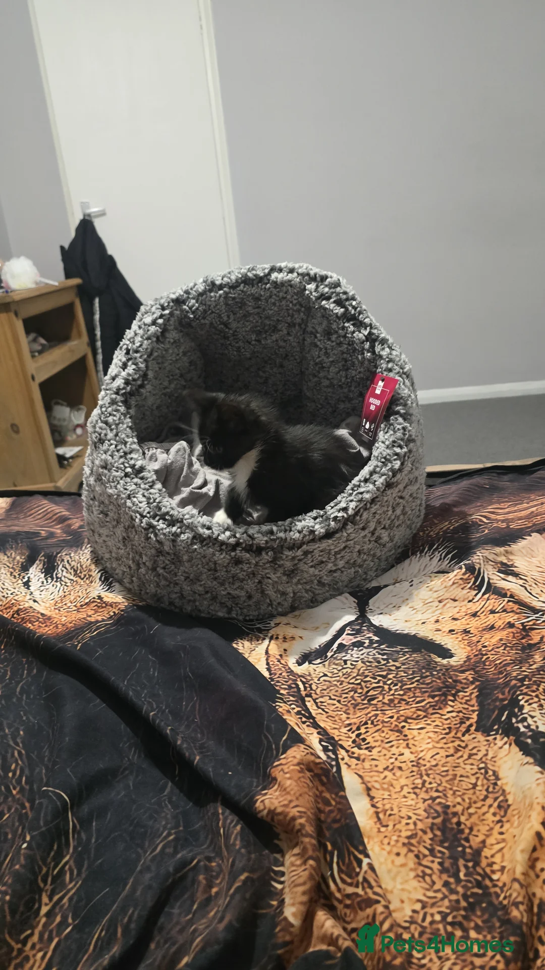 Mixed Breed cats for sale: Kitten  - Advert 1