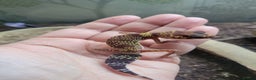 Gecko reptiles for sale: Underwoodisaurus milii - Advert 1